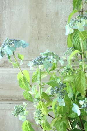 画像2: 山紫陽花 "津江の緑澄" 14cmポット