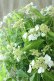 画像5: 山紫陽花 "天城甘茶" 20cmポット