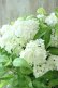 画像6: 山紫陽花 "白舞妓" 20cmポット