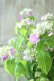 画像3: 山紫陽花 "桃色山あじさい" 14cmポット