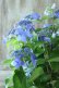 画像5: 山紫陽花 "夜明けまえ" 20cmポット