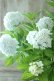 画像9: 山紫陽花 "花吹雪" 18cmポット