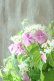 画像9: 山紫陽花 "桃色山あじさい" 20cmポット