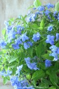 山紫陽花 "美栄の華" 20cmポット