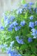 画像1: 山紫陽花 "美栄の華" 20cmポット (1)