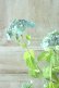 画像4: 山紫陽花 "津江の緑澄" 14cmポット