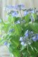画像3: 山紫陽花 "星の雫" 20cmポット