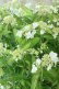 画像6: 山紫陽花 "天城甘茶" 20cmポット