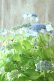 画像4: 山紫陽花 "エゾチリフ" 14cmポット
