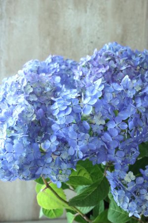 画像2: 山紫陽花 "津江のこでまり" 14cmポット