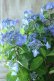 画像12: 山紫陽花 "夜明けまえ" 20cmポット