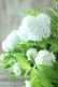 画像2: 山紫陽花 "花吹雪" 18cmポット (2)