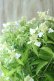 画像10: 山紫陽花 "天城甘茶" 20cmポット