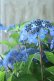画像9: 山紫陽花 "あいの流れ星" 20cmポット
