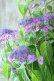 画像2: 山紫陽花 "日高新錦" 20cmポット (2)