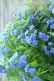 画像9: 山紫陽花 "美栄の華" 20cmポット
