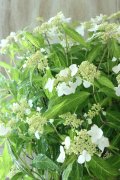 山紫陽花 "天城甘茶" 20cmポット