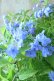 画像7: 山紫陽花 "美栄の華" 20cmポット