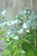 画像7: 山紫陽花 "深山黒姫" 14cmポット