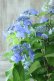 画像4: 山紫陽花 "夜明けまえ" 20cmポット