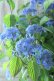 画像3: 山紫陽花 "あいの流れ星" 20cmポット