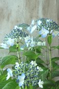 山紫陽花 "深山黒姫" 14cmポット