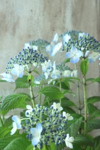 山紫陽花 "深山黒姫" 14cmポット