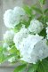 画像4: 山紫陽花 "花吹雪" 18cmポット