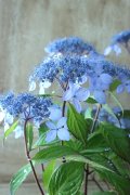 山紫陽花 "千姫" 14cmポット
