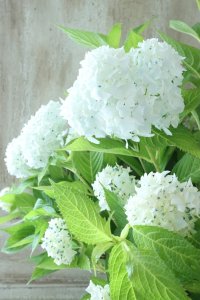 山紫陽花 "花吹雪" 18cmポット