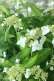 画像11: 山紫陽花 "天城甘茶" 20cmポット