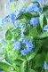 画像13: 山紫陽花 "美栄の華" 20cmポット