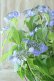画像9: 山紫陽花 "星の雫" 20cmポット