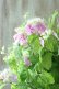 画像6: 山紫陽花 "桃色山あじさい" 20cmポット
