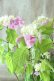 画像8: 山紫陽花 "桃色山あじさい" 14cmポット
