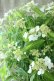 画像3: 山紫陽花 "天城甘茶" 20cmポット