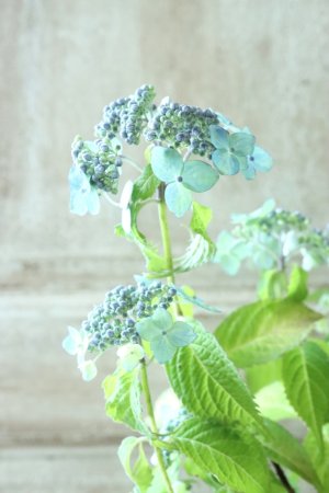 画像13: 山紫陽花 "津江の緑澄" 14cmポット