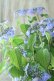 画像6: 山紫陽花 "星の雫" 20cmポット