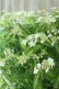 画像7: 山紫陽花 "天城甘茶" 20cmポット