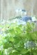 画像3: 山紫陽花 "エゾチリフ" 14cmポット