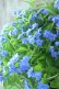 画像10: 山紫陽花 "美栄の華" 20cmポット