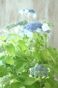 山紫陽花 "エゾチリフ" 14cmポット