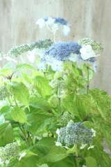 山紫陽花 "エゾチリフ" 14cmポット
