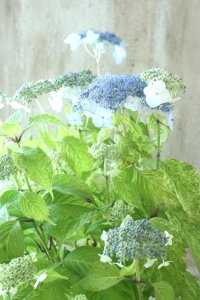 山紫陽花 "エゾチリフ" 14cmポット