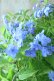 画像6: 山紫陽花 "美栄の華" 20cmポット