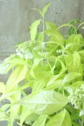 山紫陽花 "黄金駿河" 14cmポット