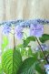 画像5: 山紫陽花 "星の雫" 20cmポット