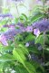 画像6: 山紫陽花 "日高新錦" 20cmポット