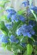 画像8: 山紫陽花 "あいの流れ星" 20cmポット