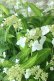 画像12: 山紫陽花 "天城甘茶" 20cmポット